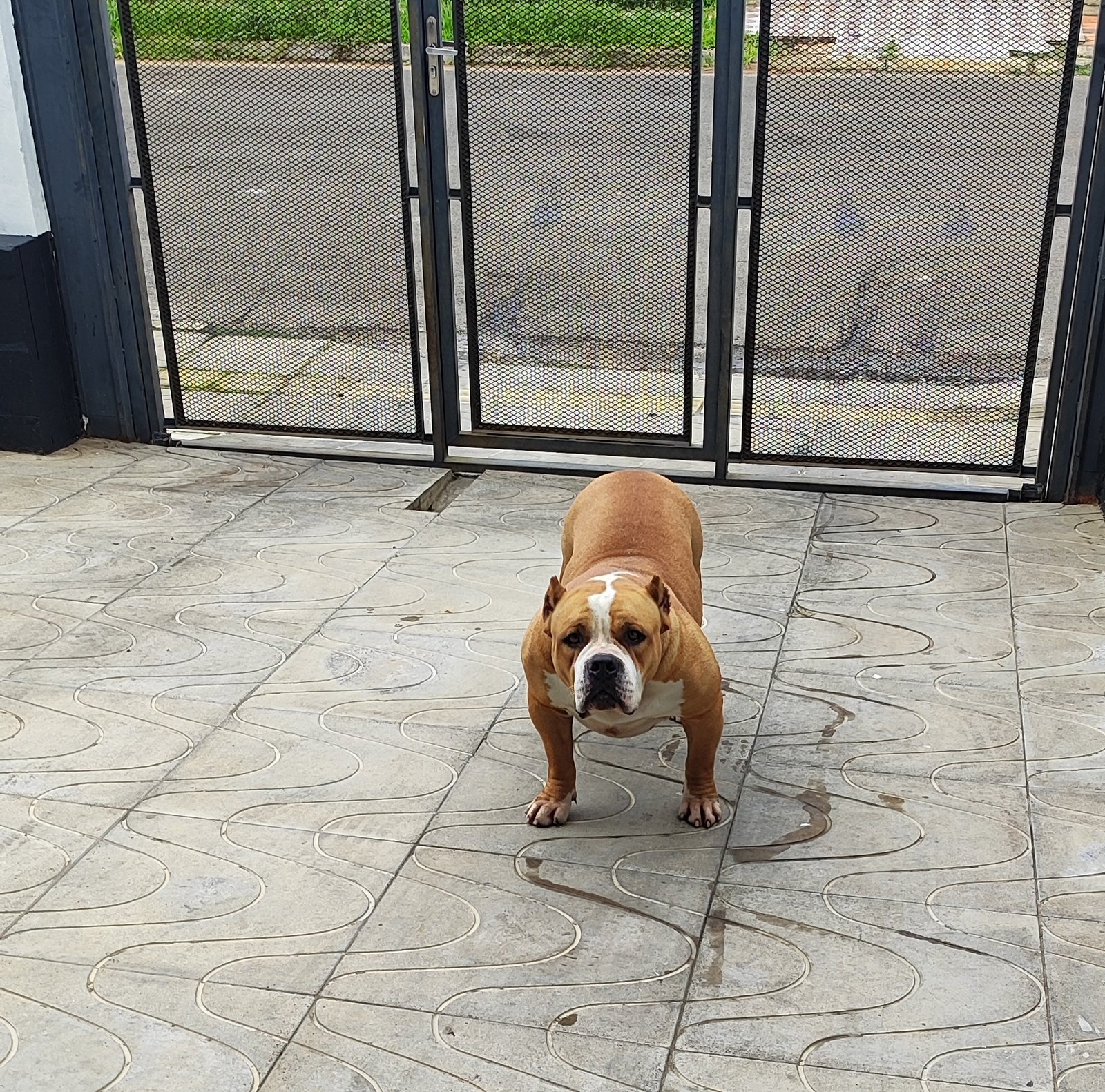 American Bully fêmea 3 anos - Foto 1