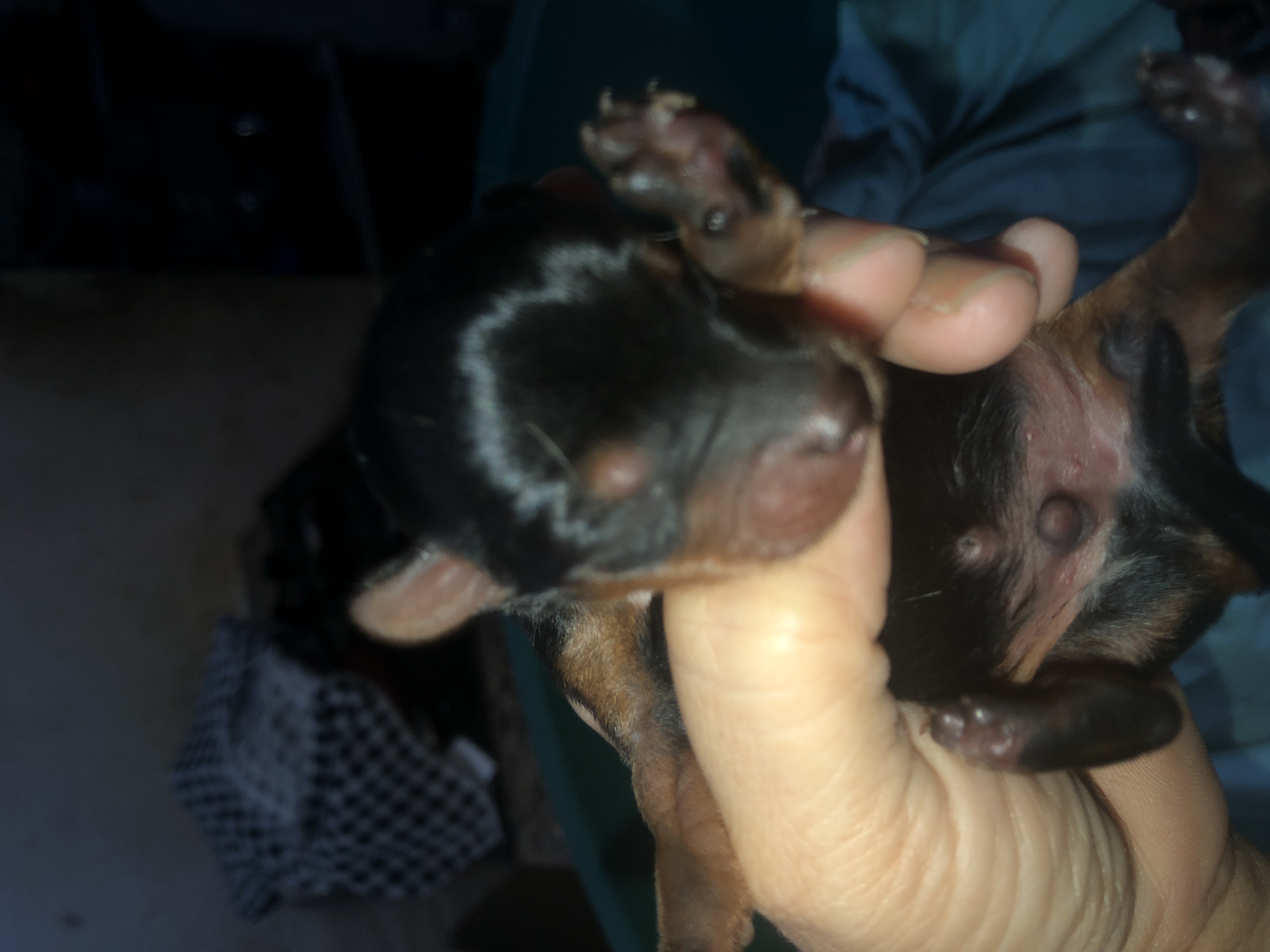 Portal Vendocão Yorkshire 1 fêmea 1 macho  Rio de Janeiro 