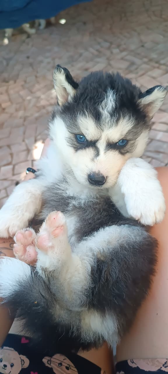 Portal Vendocão Filhotes de Husky Siberiano Cascavel
