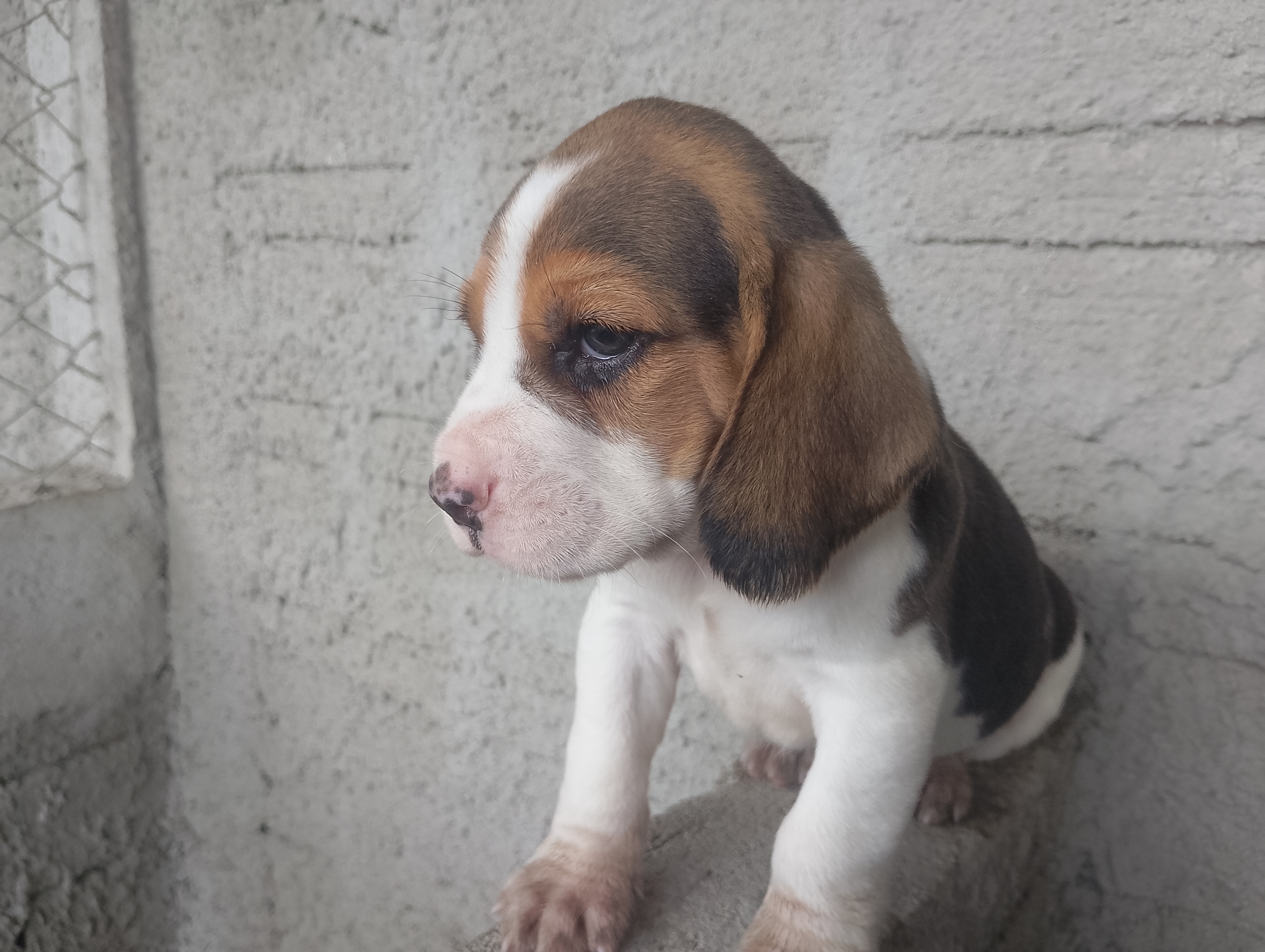 Portal Vendocão Beagles disponíveis  Lapa 