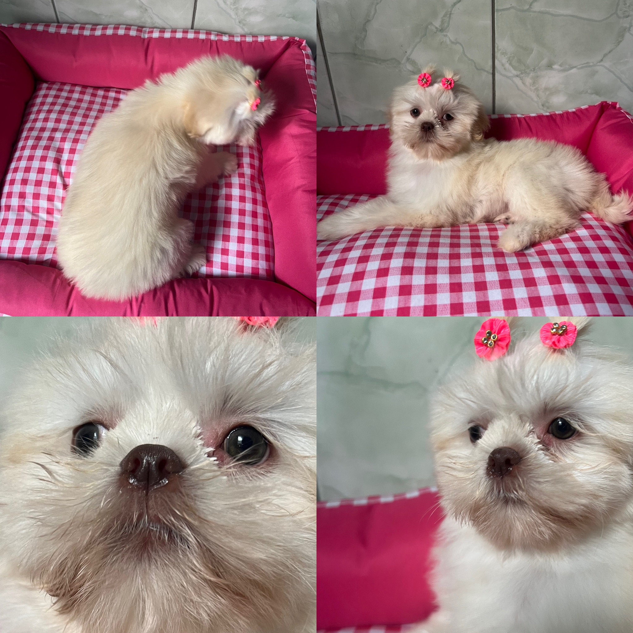 Portal Vendocão Fêmeas de Shihtzu  São Paulo 