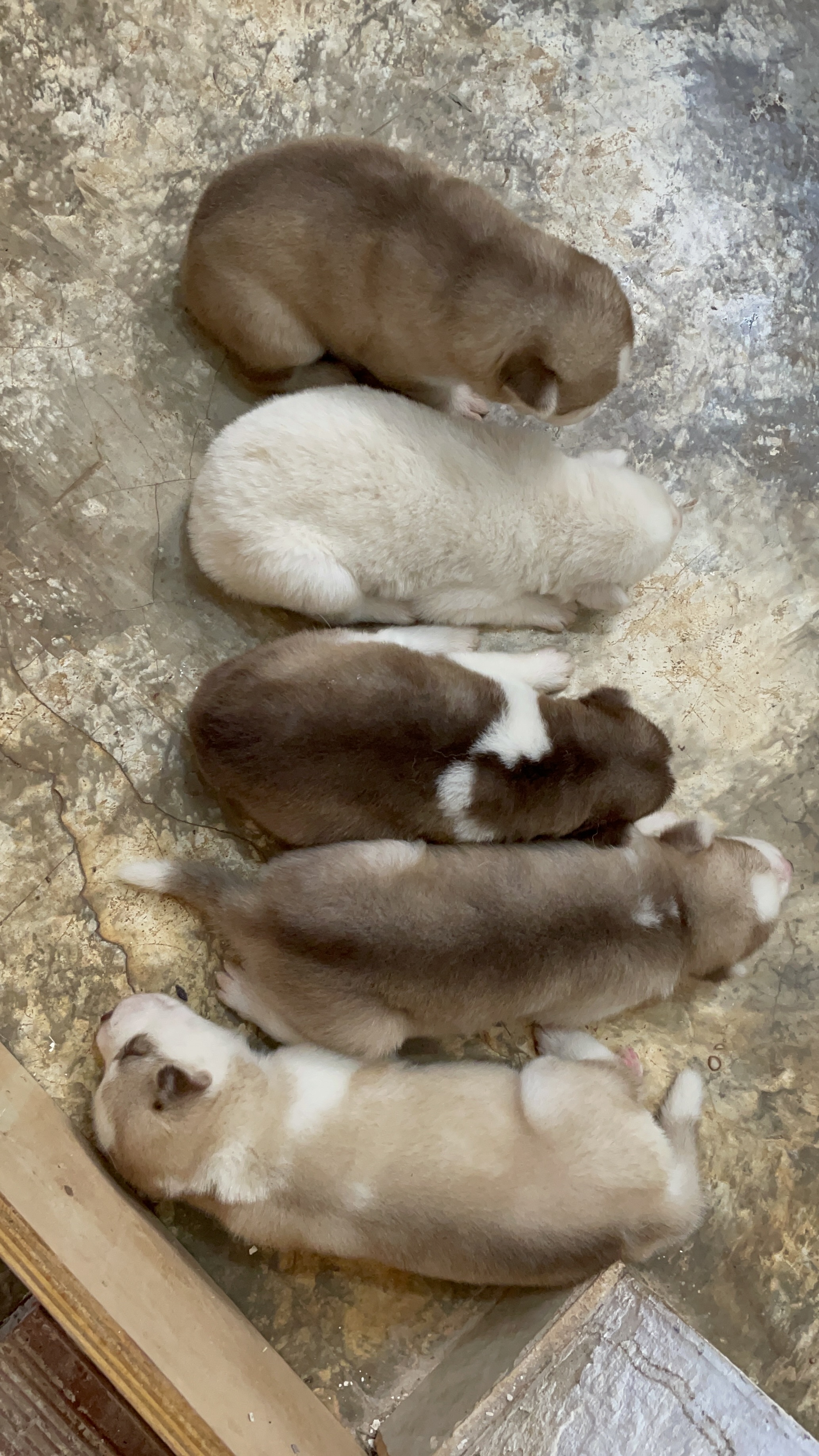 Portal Vendocão Filhote Husky siberiano  João Pessoa