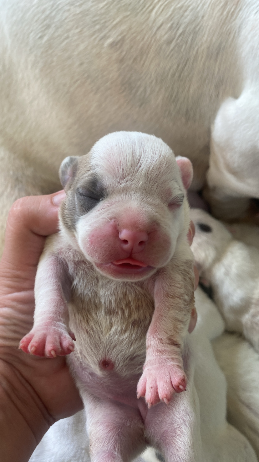 Portal Vendocão Filhotes de American bully poket Vila velha