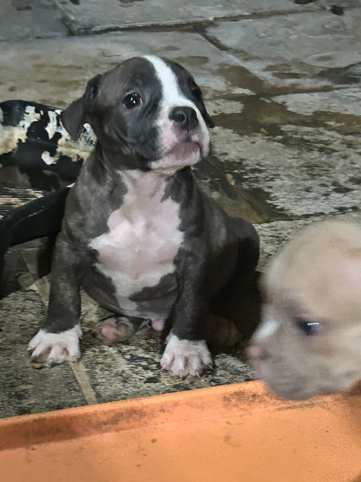 Portal Vendocão Vendo filhotes de american bully  Porto Alegre