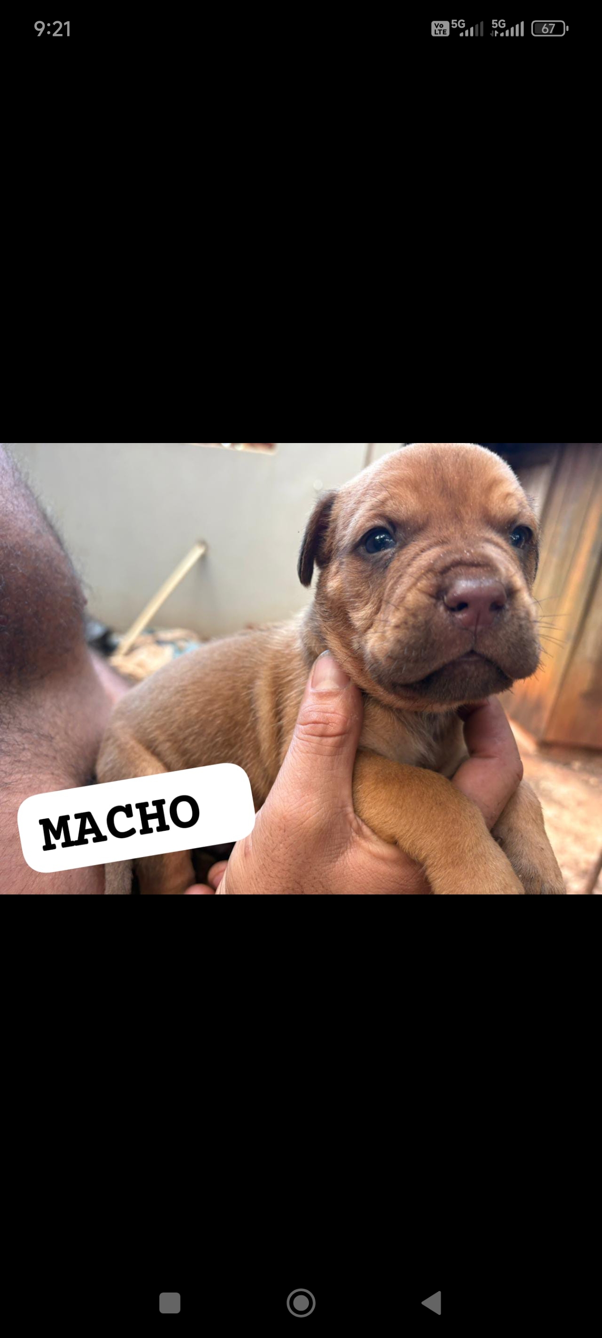 Portal Vendocão BULDOGUE CAMPEIRO COM FILA CAMPO GRANDE