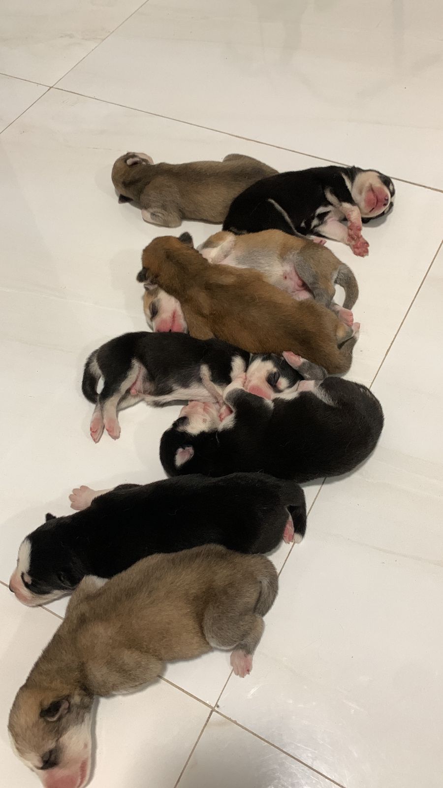 Vendo Filhotes de Husky Siberiano. - Foto 1