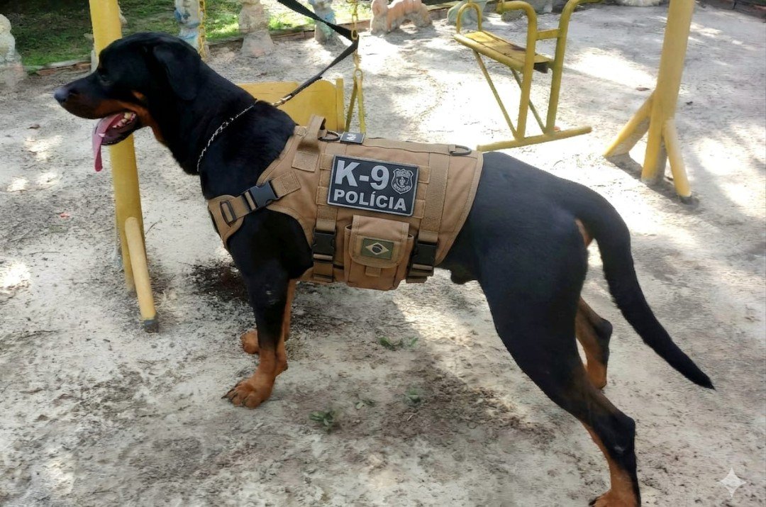 Vendo cães adestrados adultos para guardar e proteção  - Foto 3