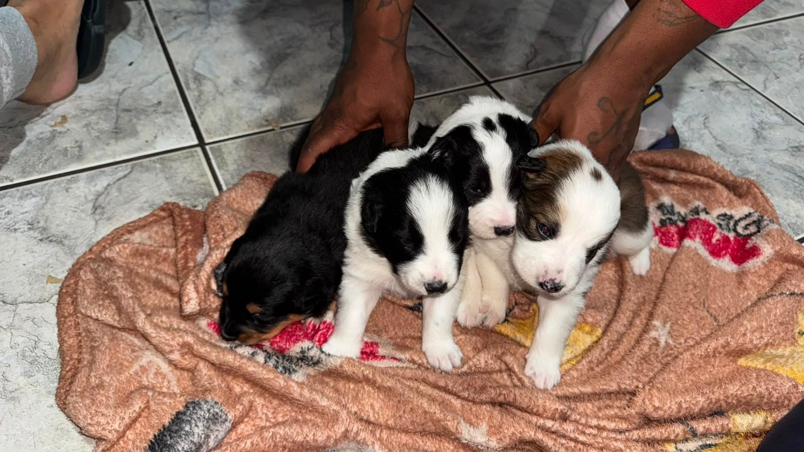 Vende-se filhotes - Foto 1