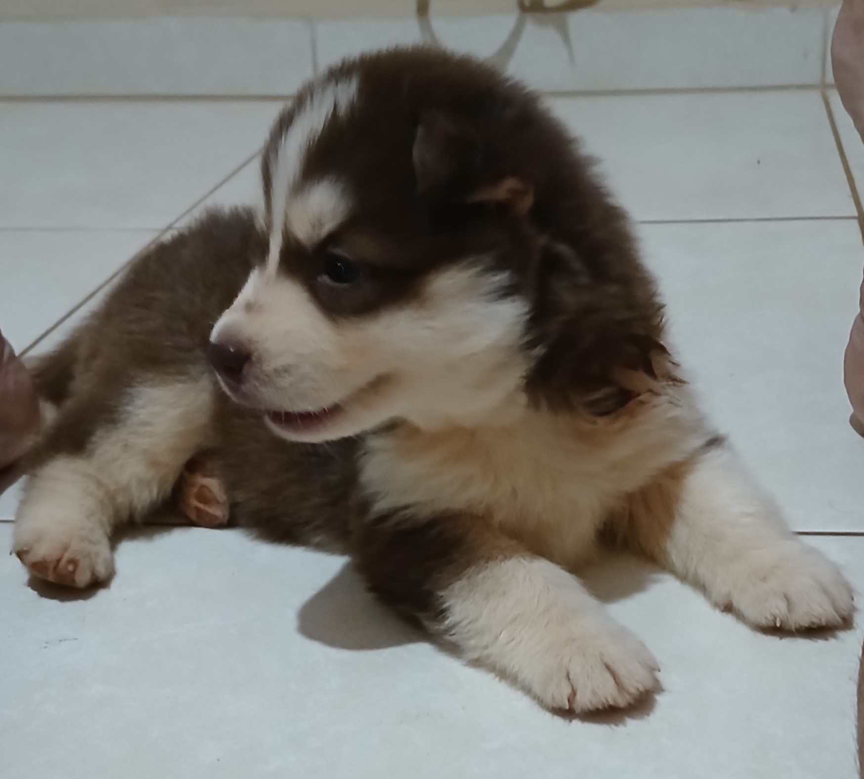 Portal Vendocão Husky Siberiano Fêmea Filhote Uberlândia 