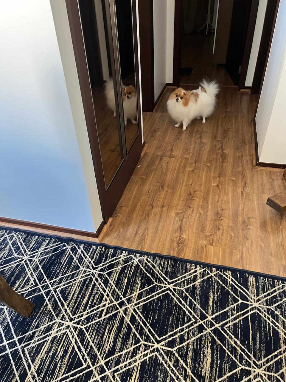 Portal Vendocão Animal de estimação, Extremamente dócil  Criciuma 