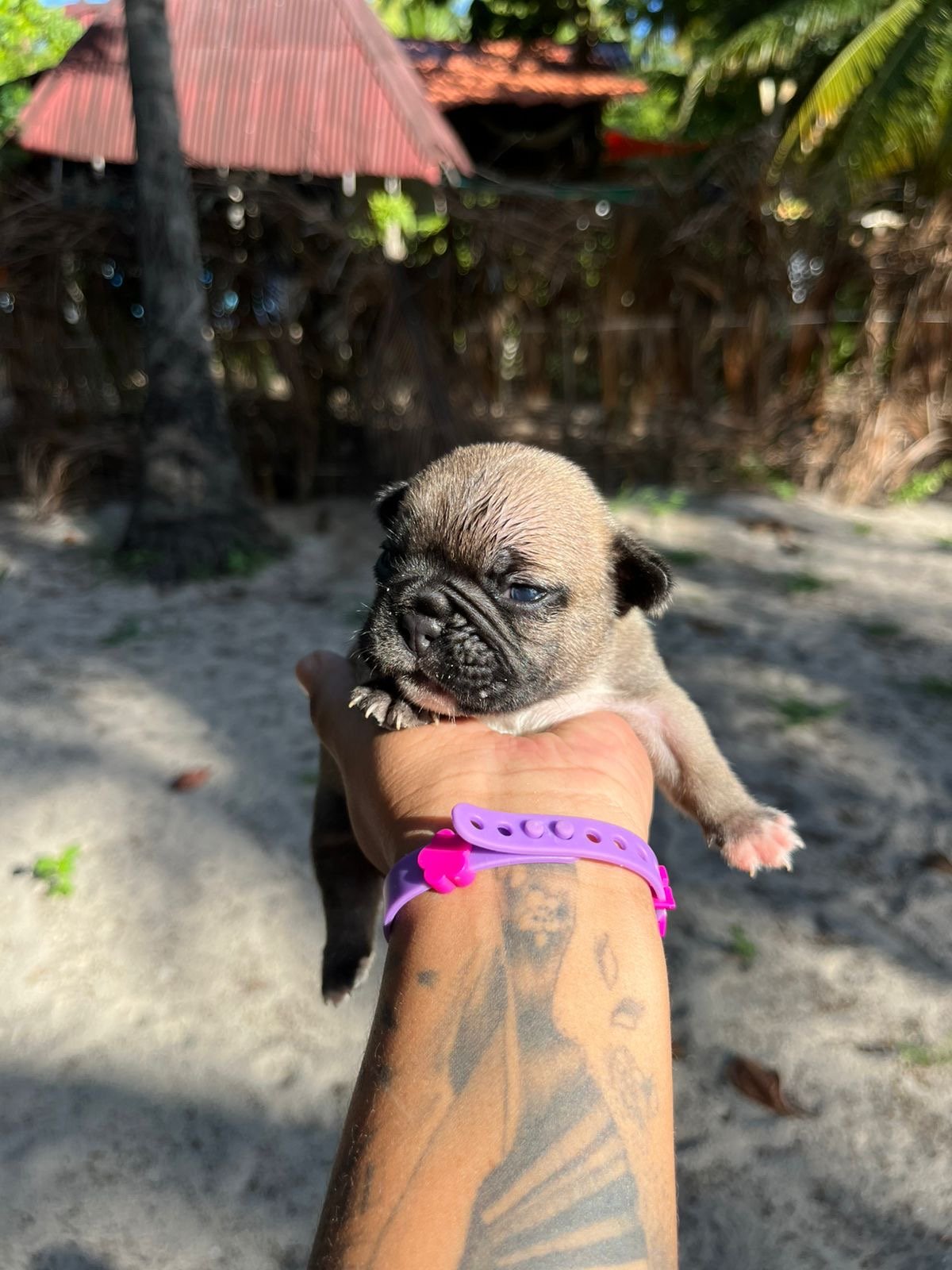 Filhotes de buldogue francês 