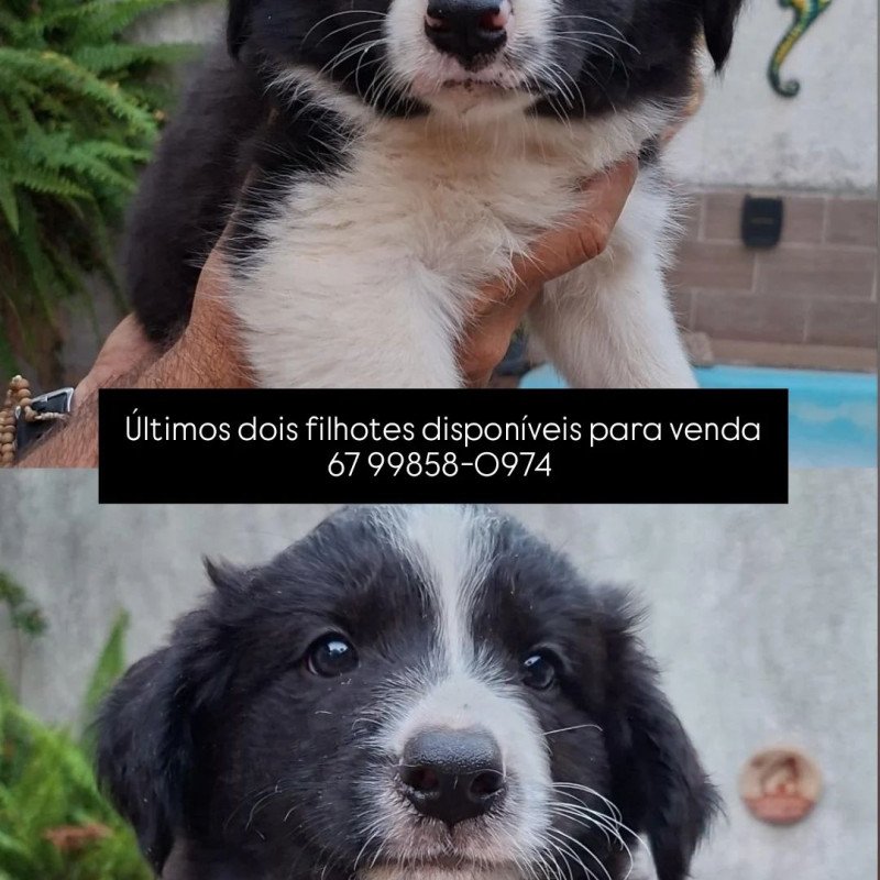FILHOTES DE BORDER COLLIE