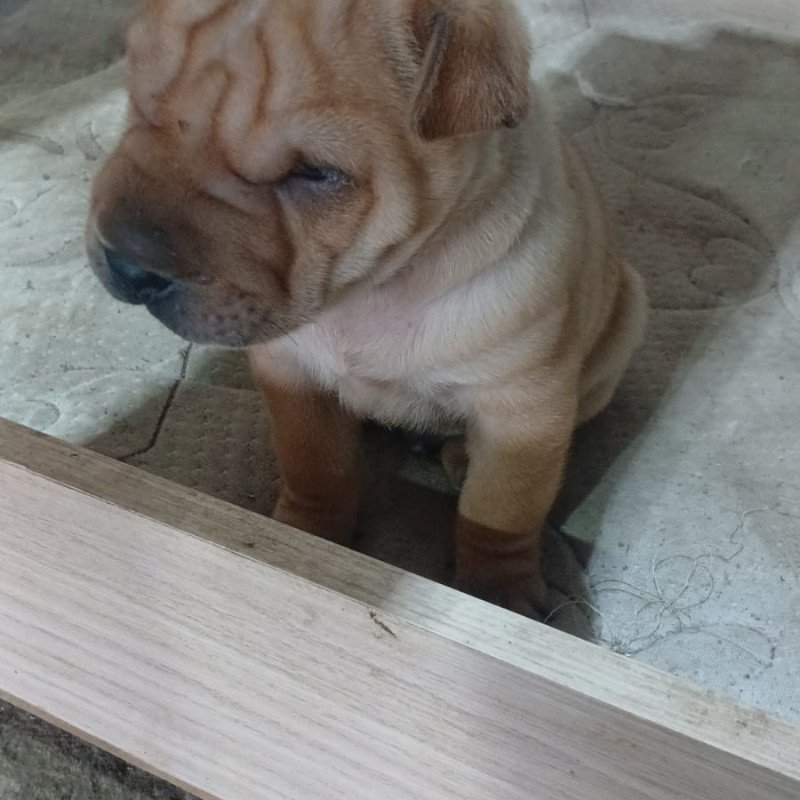 Lindo filhote de Shar pei vacinado