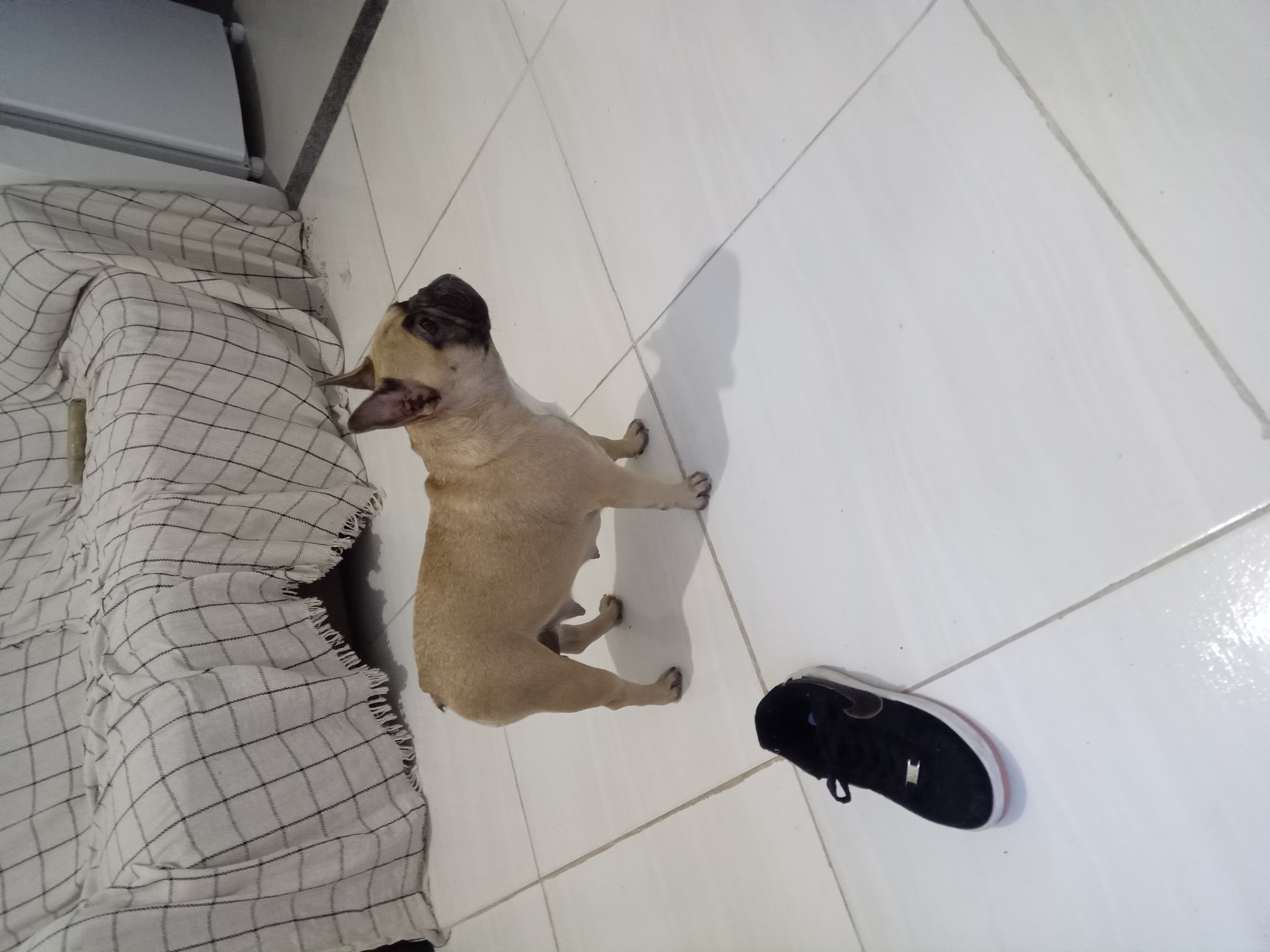 Portal Vendocão Budog frances  Ilhéus
