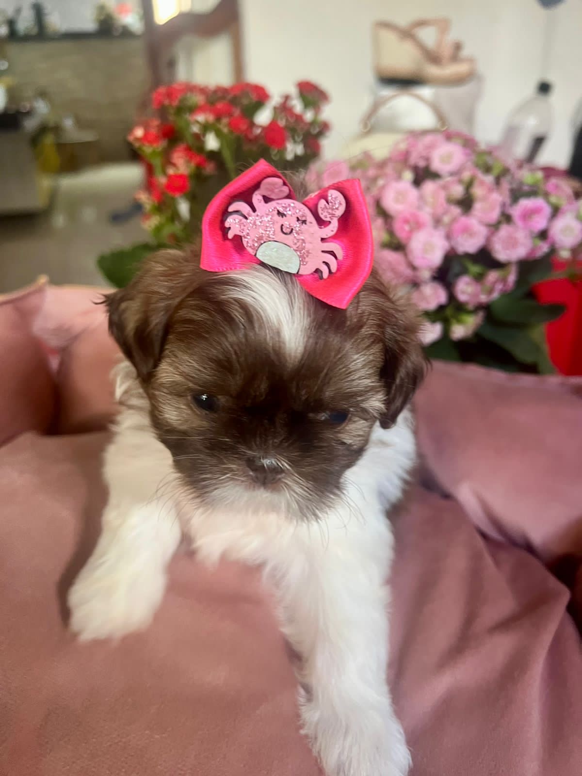 Portal Vendocão Shih tzu  Feira de Santana