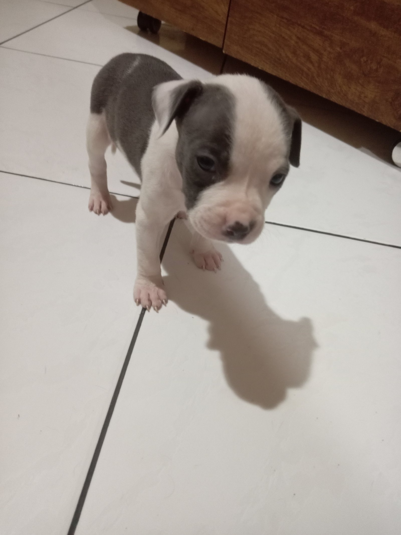 Vendo filhotes de Pitbull legítimo  - Foto 1