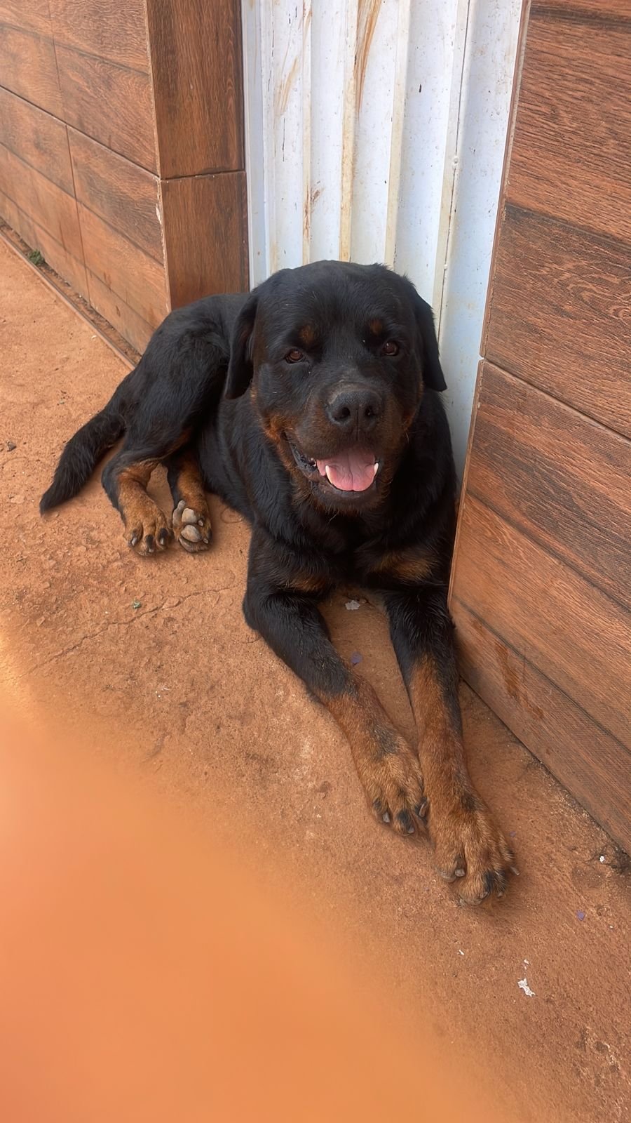 Filhote de rottweiler  - Foto 3