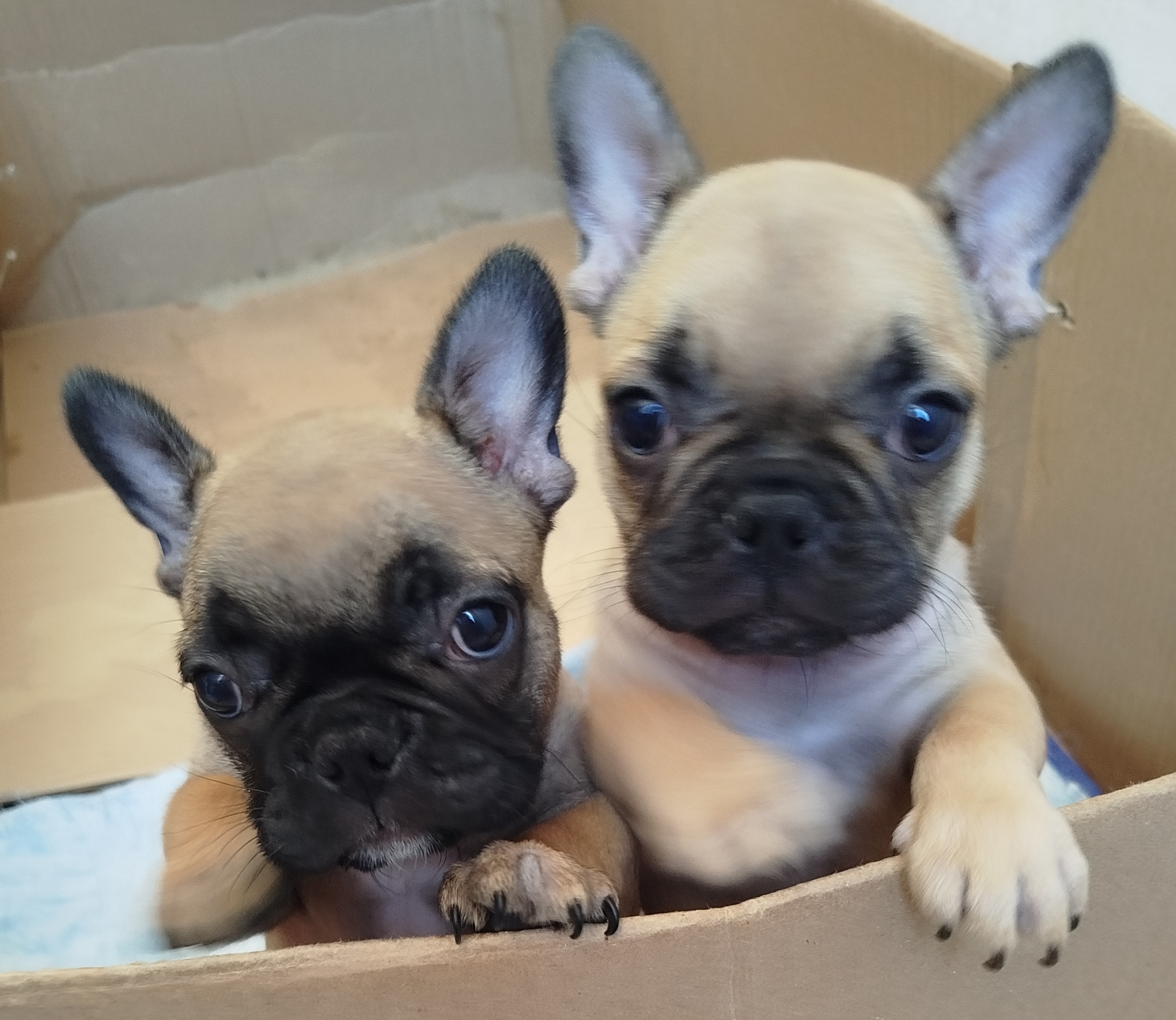 Lindas filhotes de Bulldogue Francês  - Foto 4