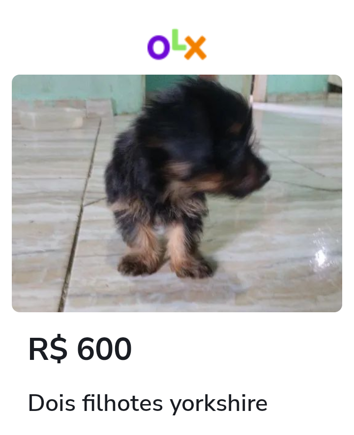 Portal Vendocão Yorkshire terrier vacinados  Guarapari 