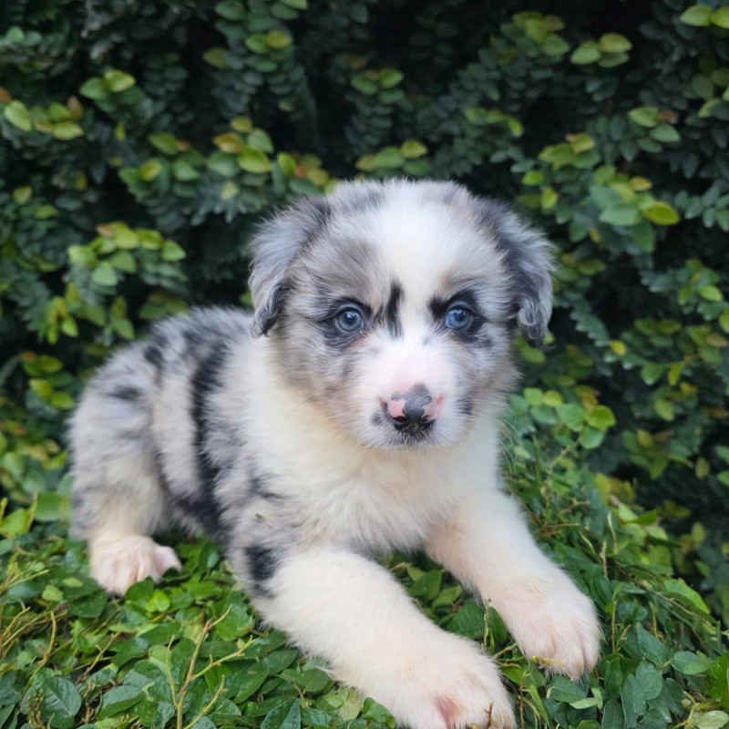 Border Collie - Foto 1