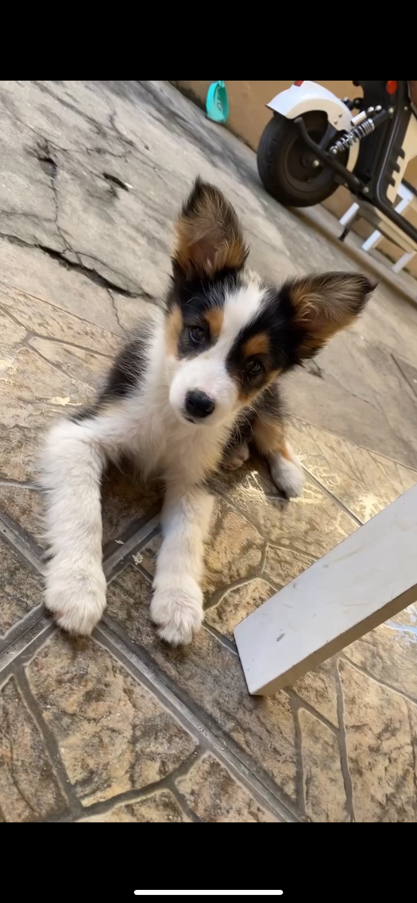 Portal Vendocão filhote Border collie  Nova Iguaçu 