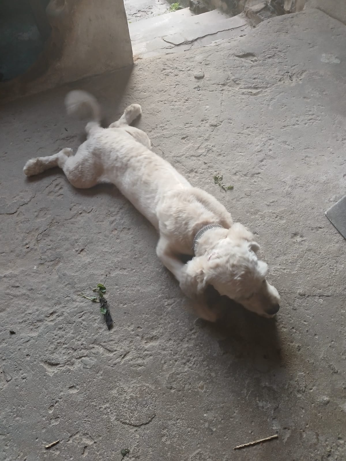Portal Vendocão Vendo poodle 7 meses  São luis