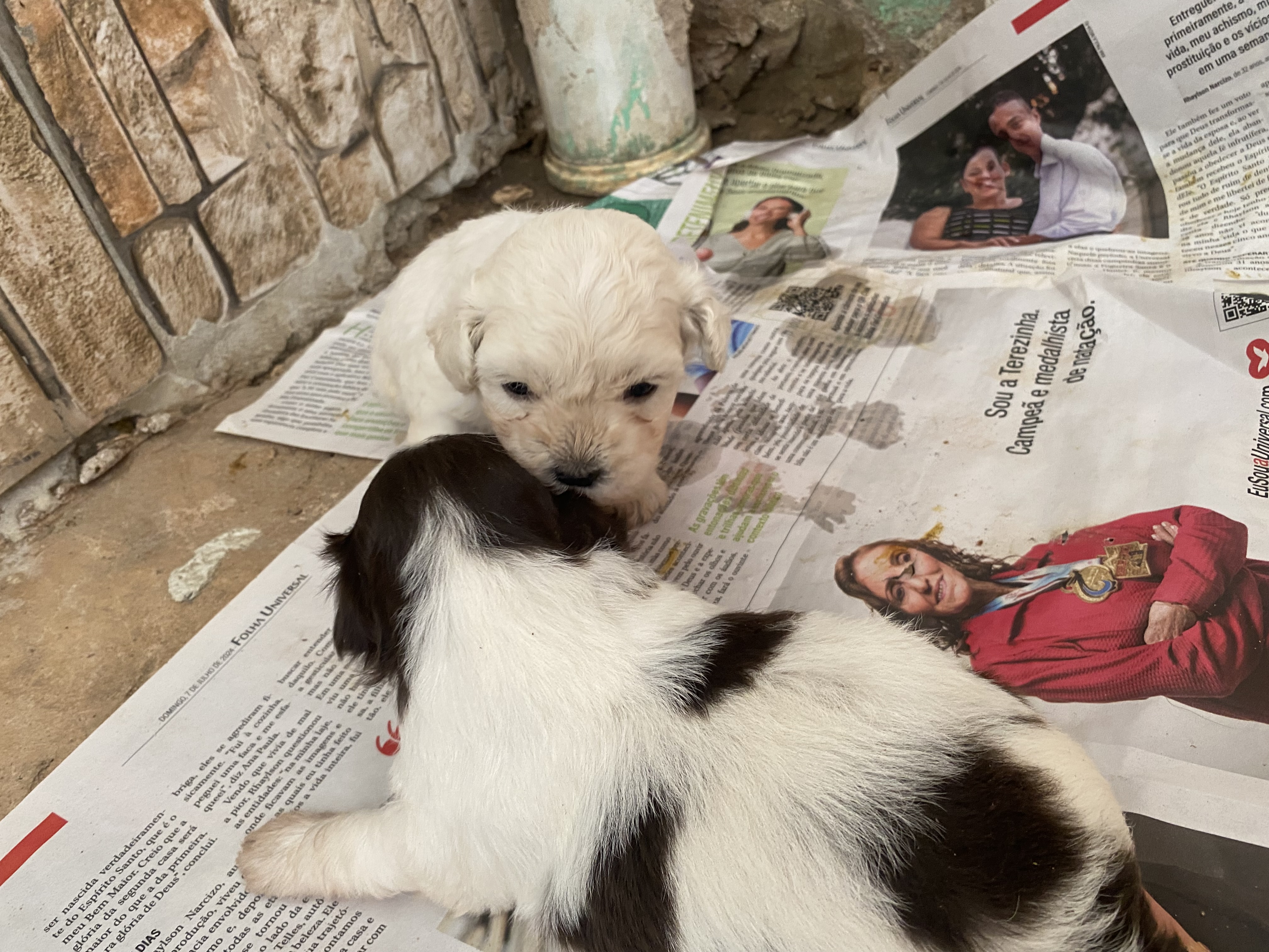 Portal Vendocão Vendo filhote de shih tzu  Porto Velho 