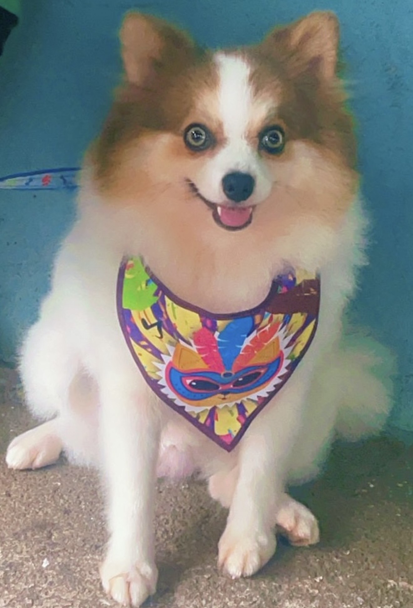 Spitz Alemão - Foto 2