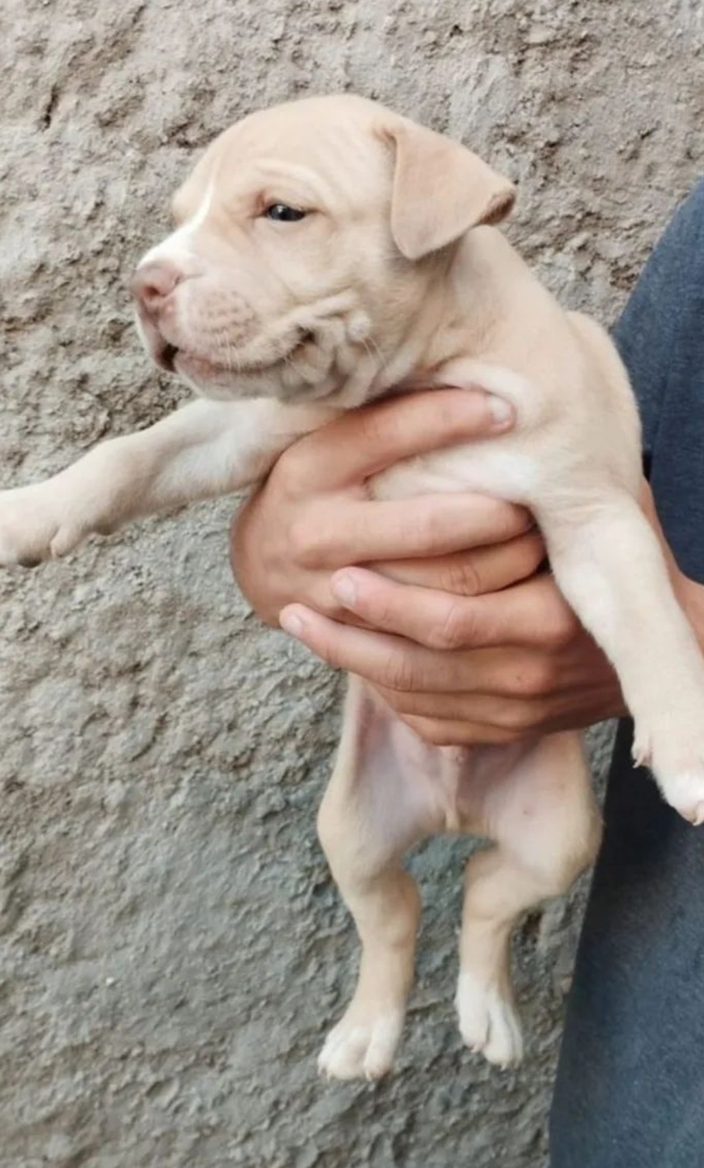 Portal Vendocão Filhotes Pitbull Red Nose Legítimo Marechal Deodoro 