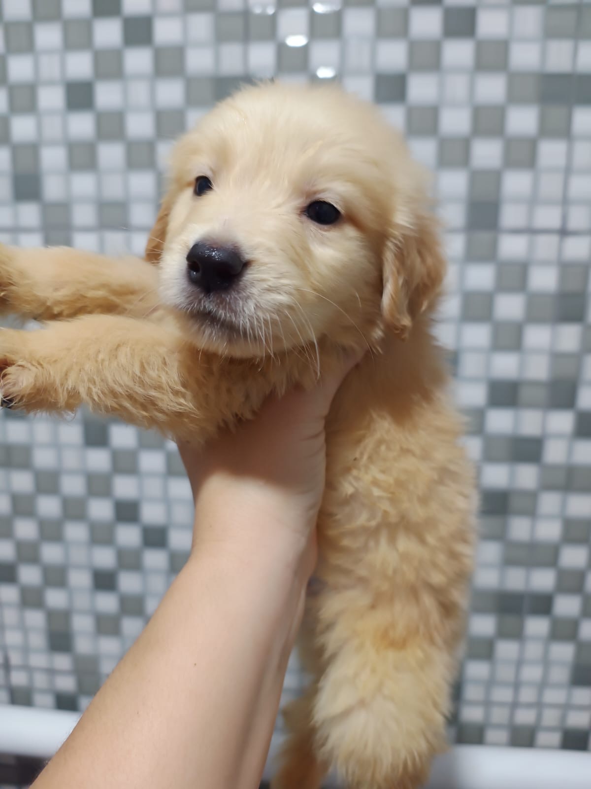 Portal Vendocão Golden Retriever  Rio de Janeiro 