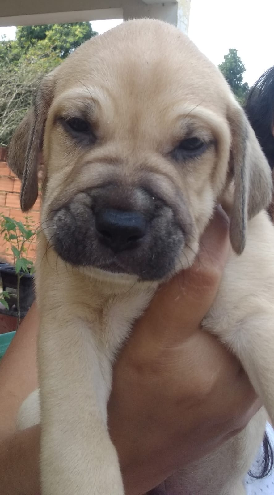 filhotes de Fila Brasileiro Duque de Caxias 