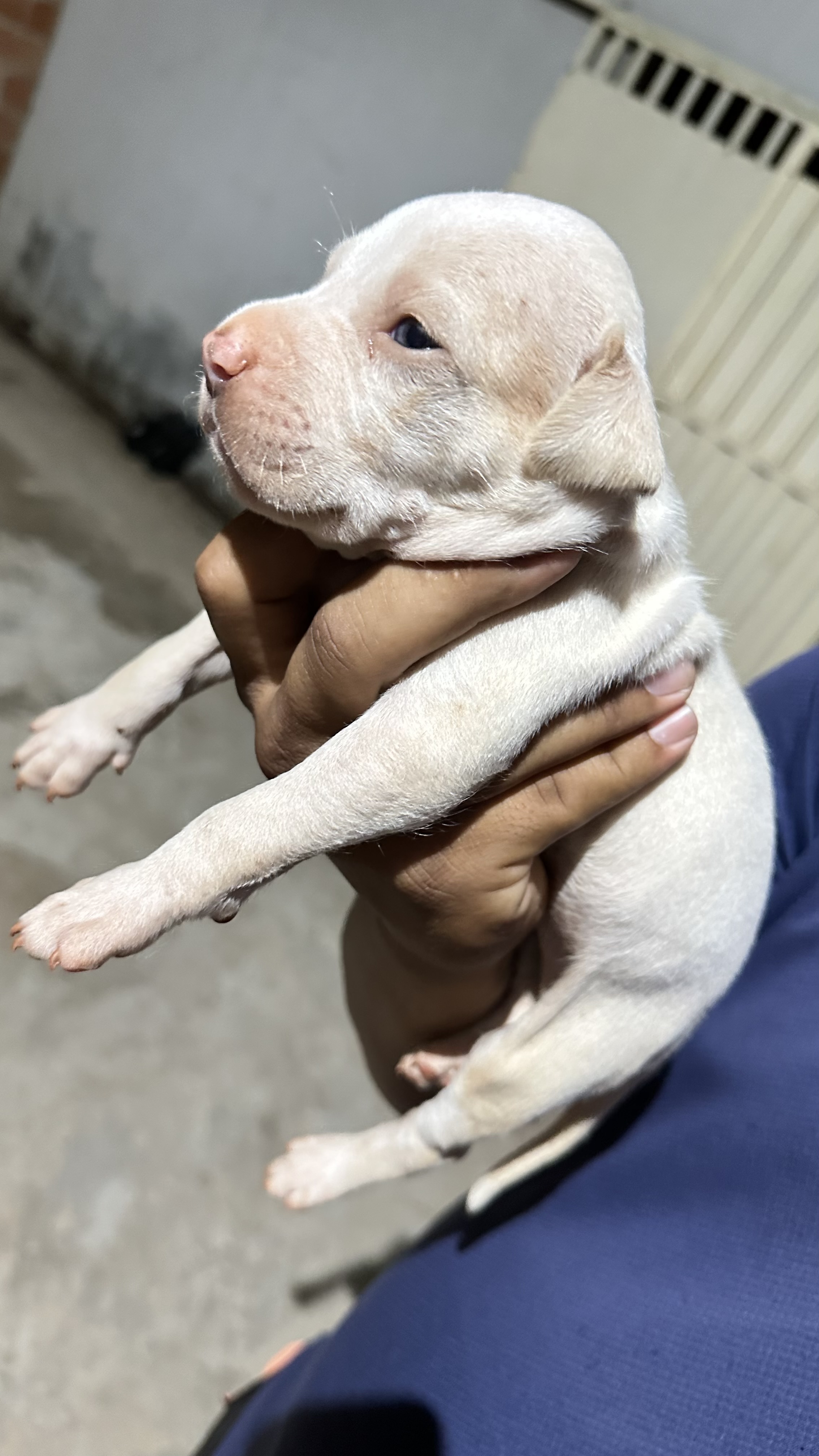 Portal Vendocão Pitbull Trindade