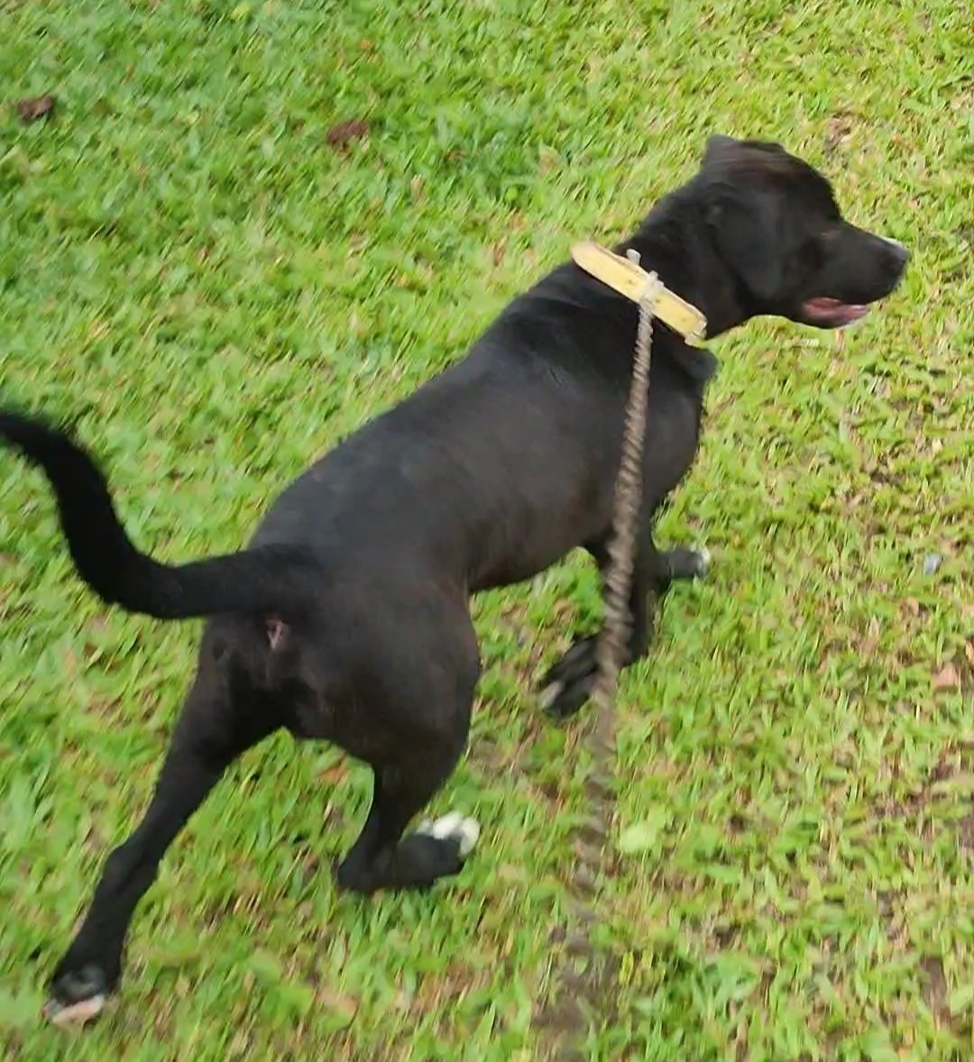 Vendo um cão de raça  - Foto 2
