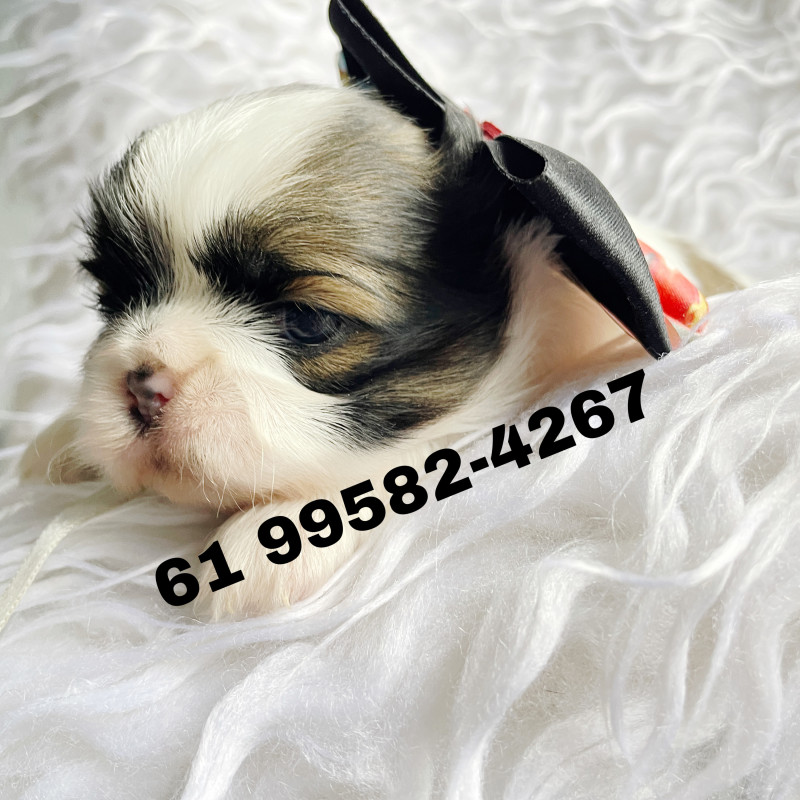 SHIHTZU puro - Foto 1