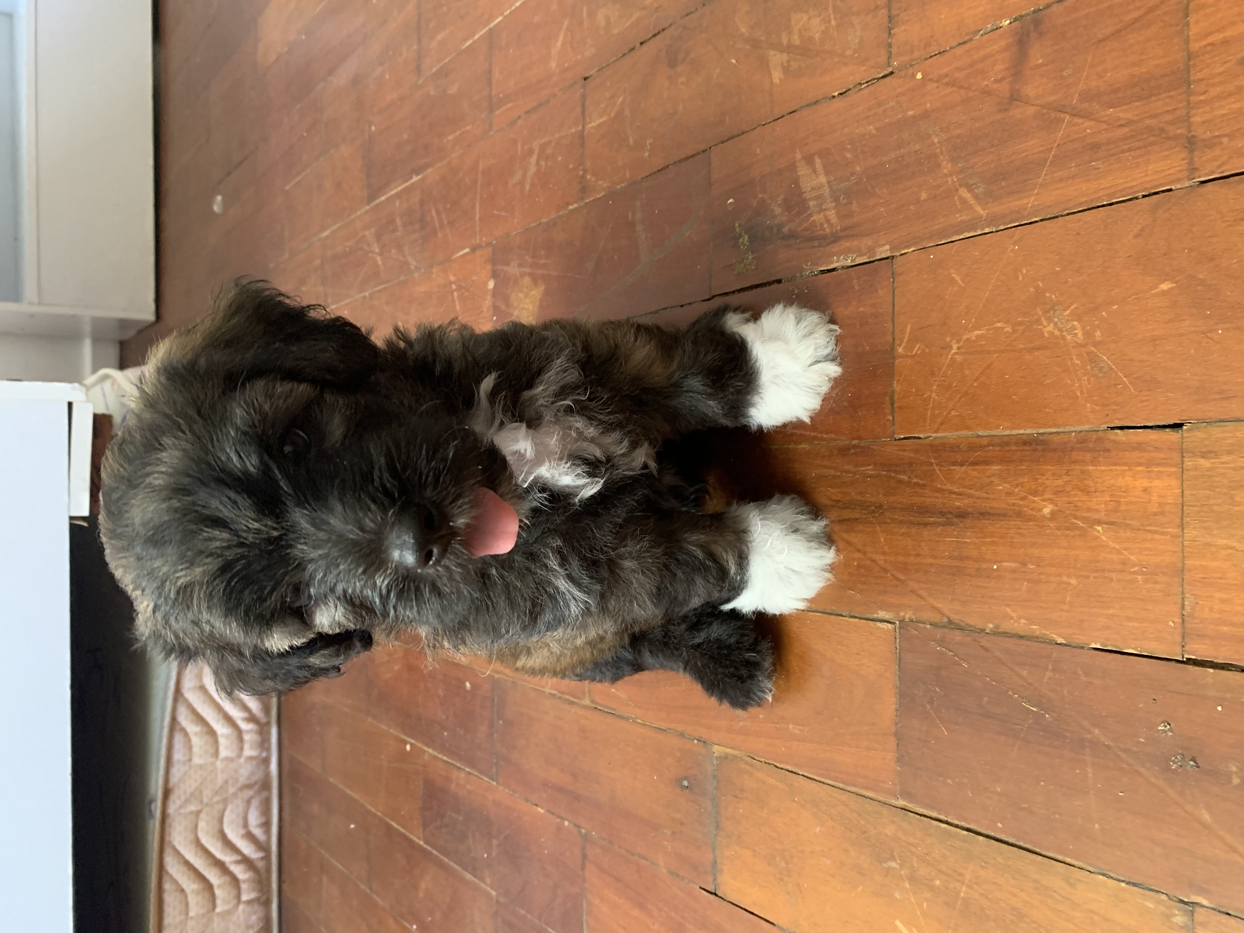 Portal Vendocão Poodle lindos Salvador