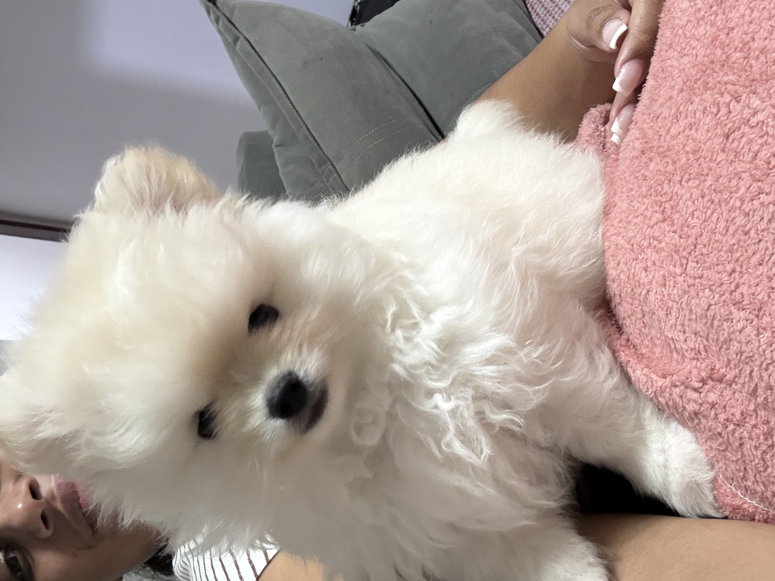 Spitz Alemão - Foto 2