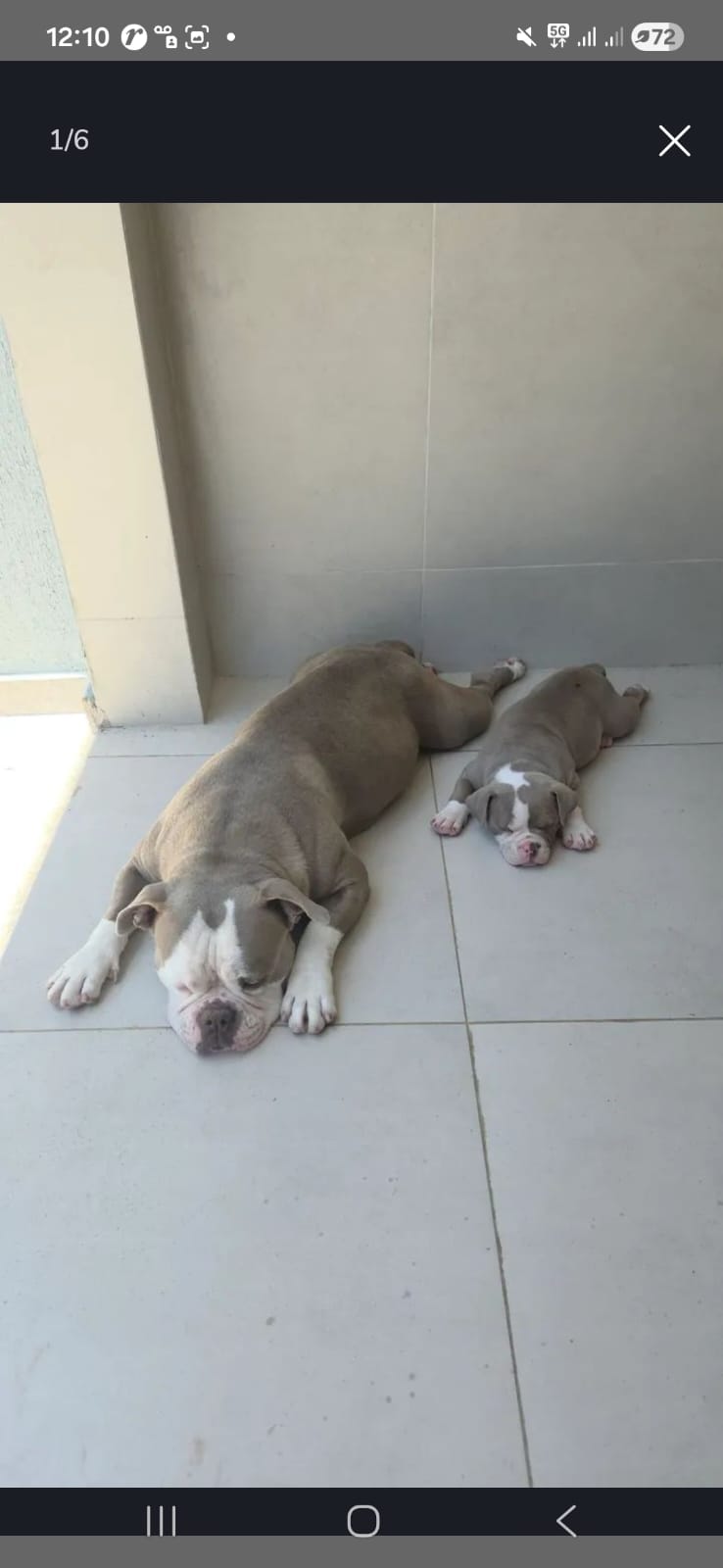 Filhotes de EXOTIC BULLY  - Foto 5