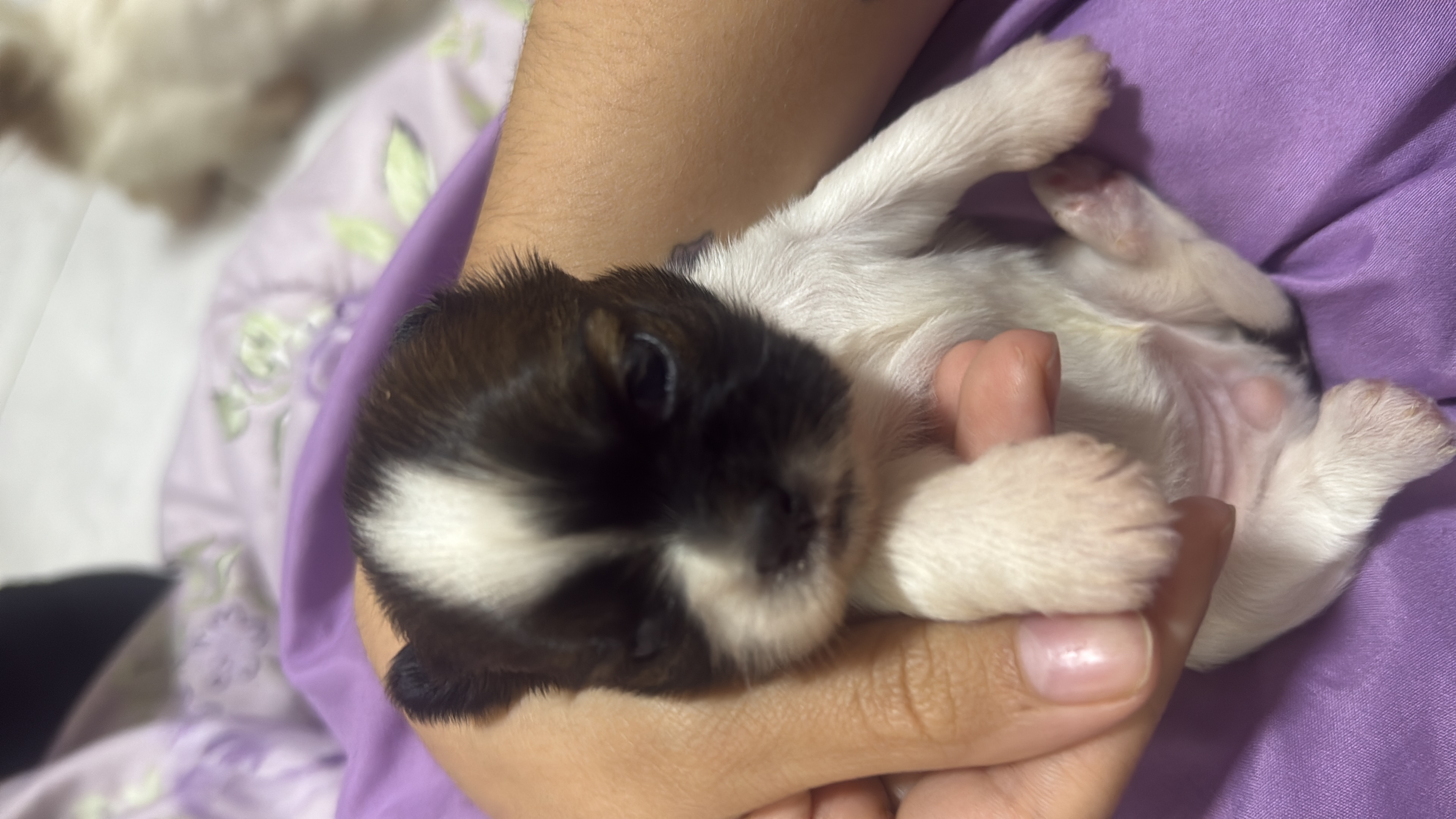 Filhotes de Shih tzu  - Foto 1