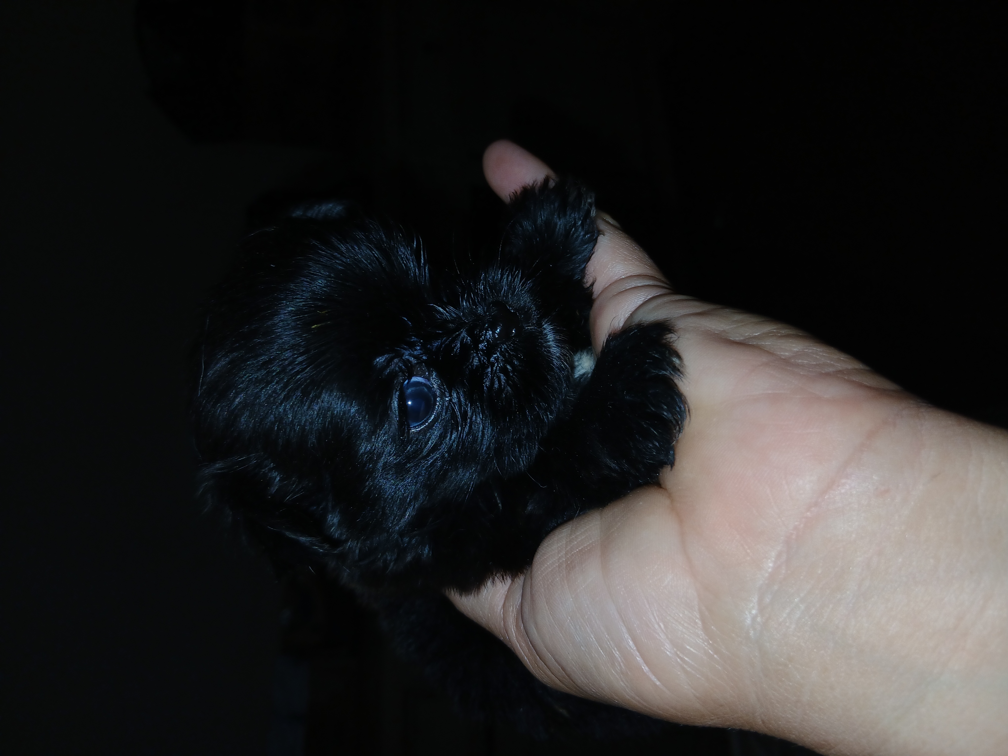 Vendo uma linda shitizu preta  - Foto 2