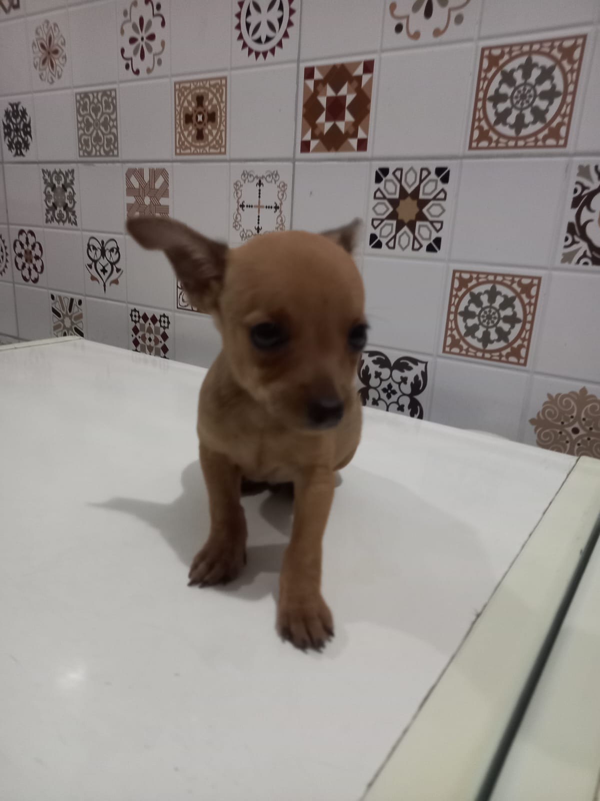 Portal Vendocão Cachorro Pinscher número 1  João pessoa 