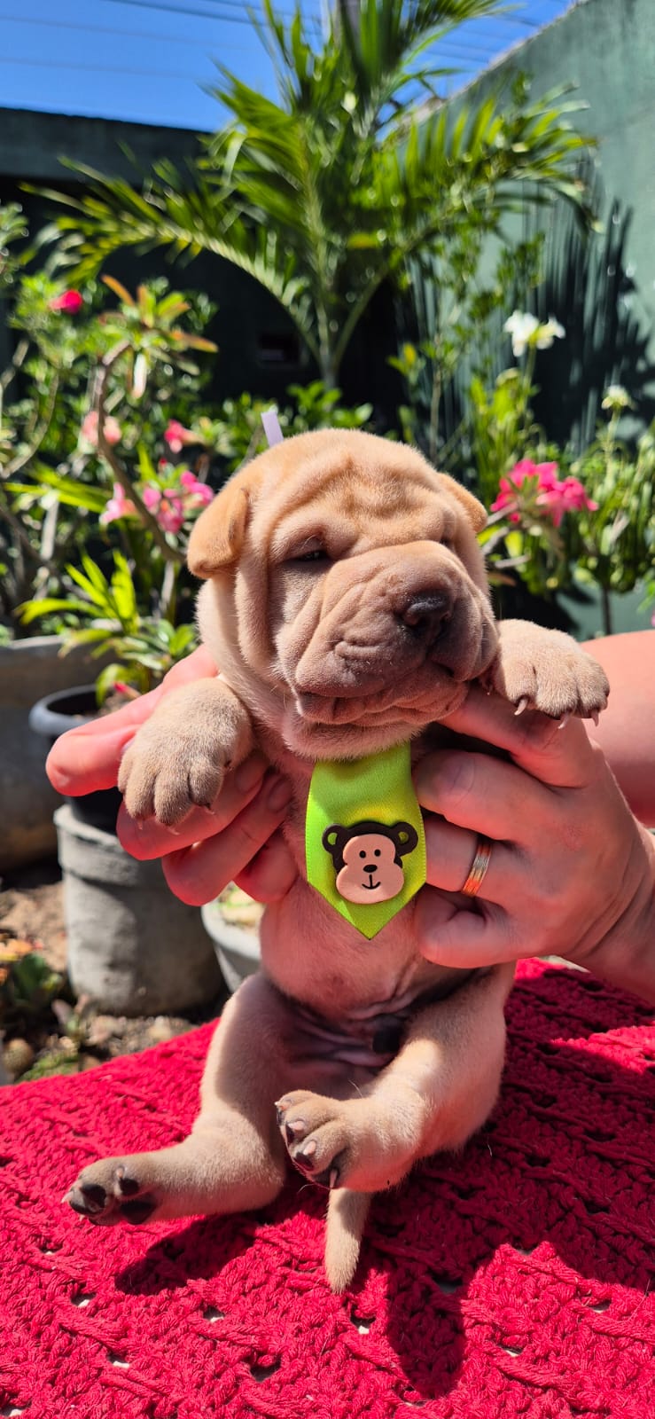 filhotes de Shar Pei Fortaleza 