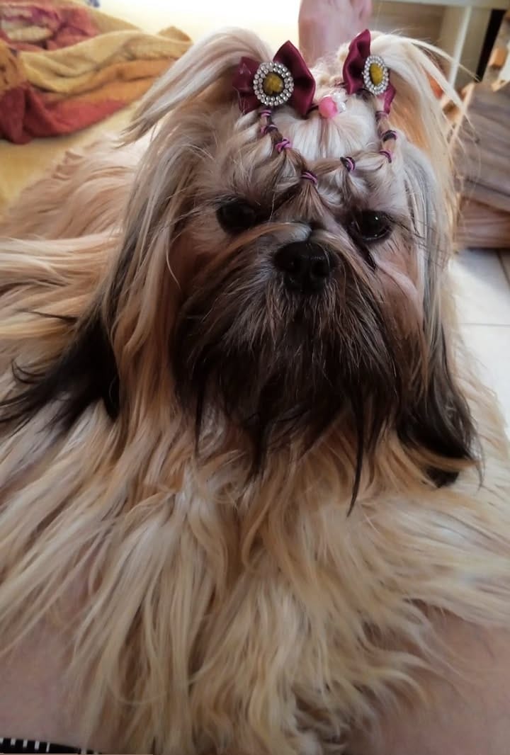 Portal Vendocão Filhotes legítimos de shih-tzu com olhos azuis hipnotizantes  Juazeiro