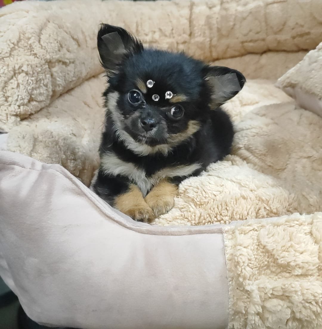 Chihuahua fêmea 