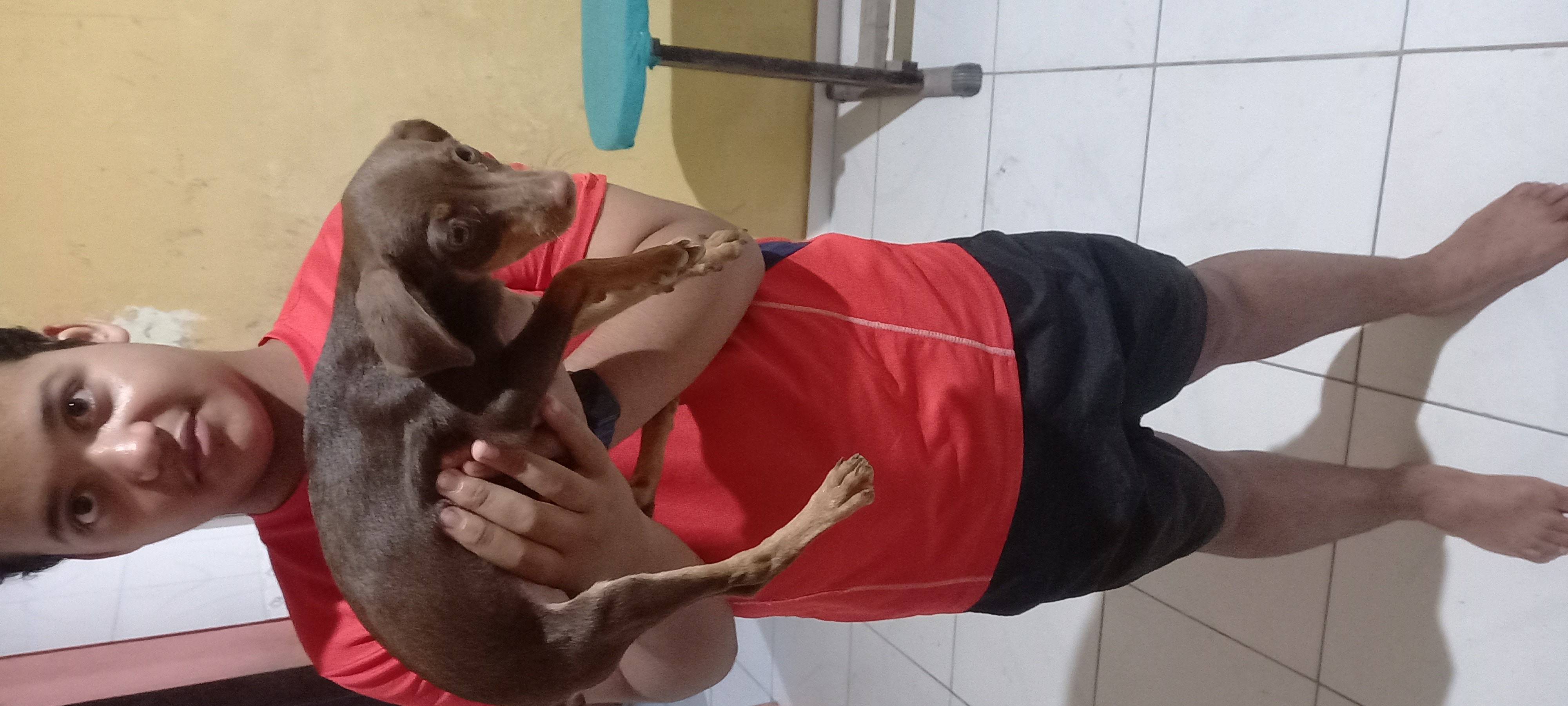 Portal Vendocão Vendo filhote fêmea de Pinscher n° 1 Paço do Lumiar