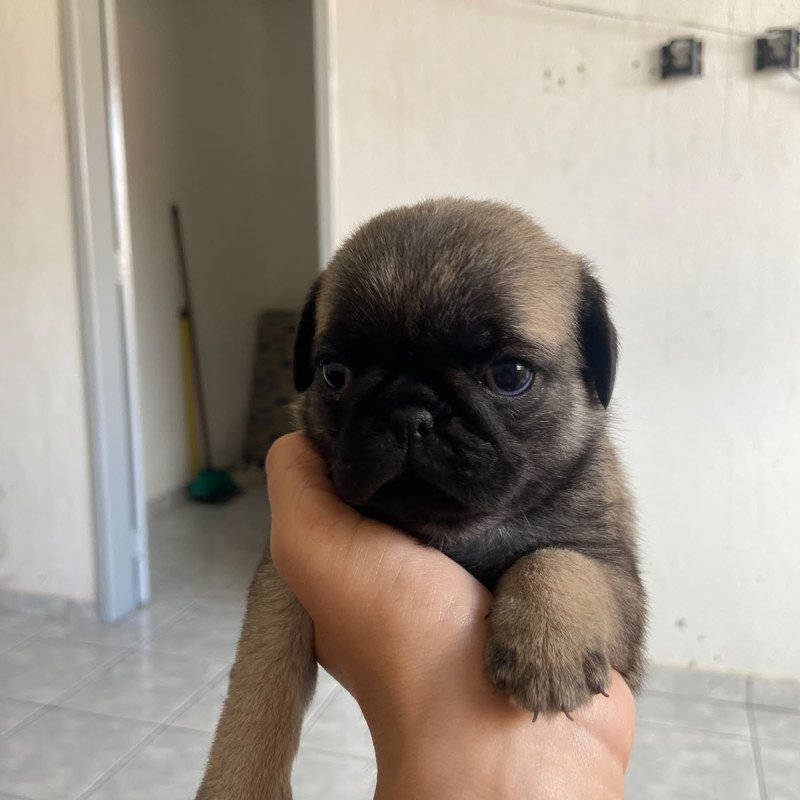 FILHOTE PUG À VENDA - Foto 2