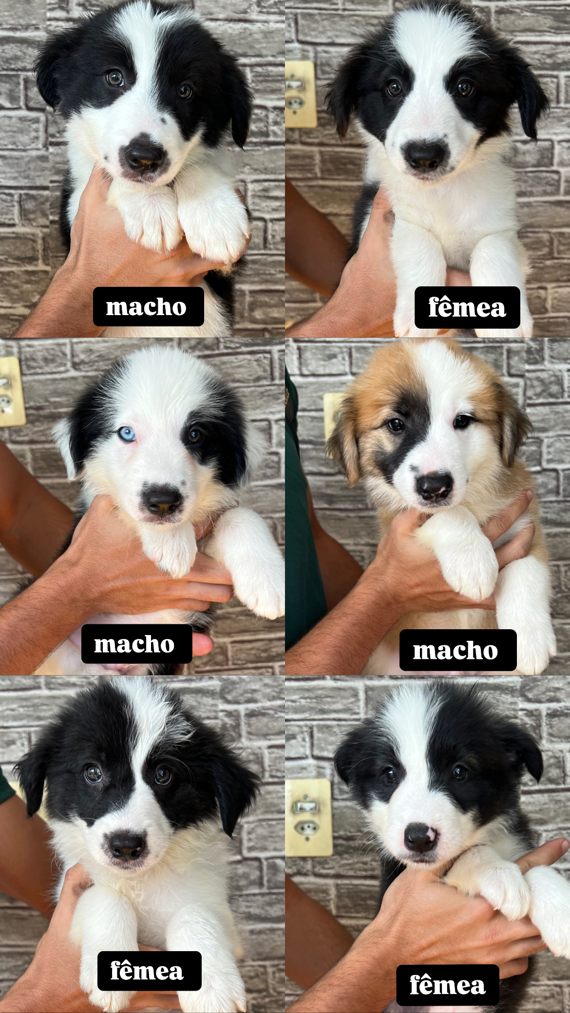 Portal Vendocão Filhotes de border collie à venda  caruaru 
