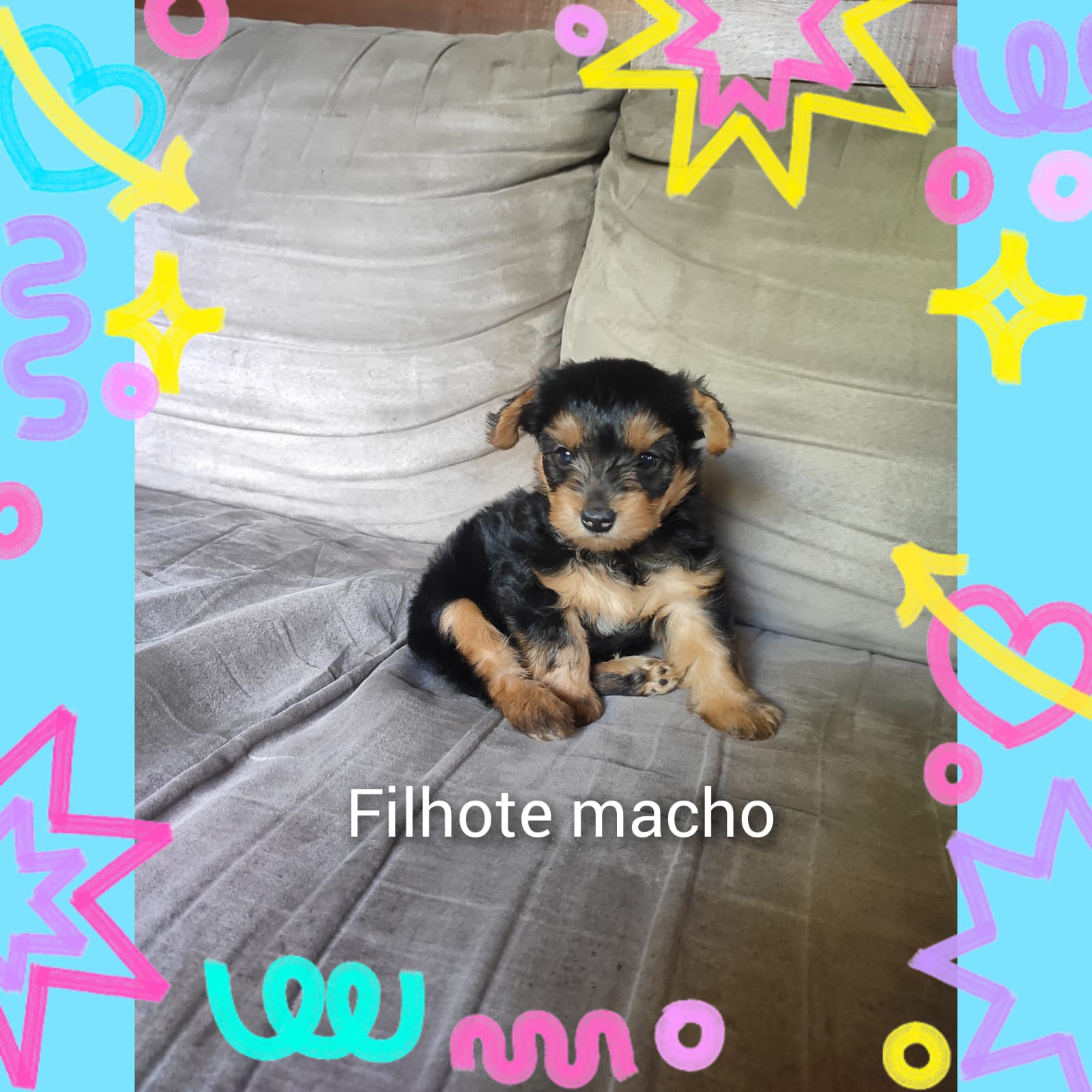 Filhote yorkshire macho - Foto 1