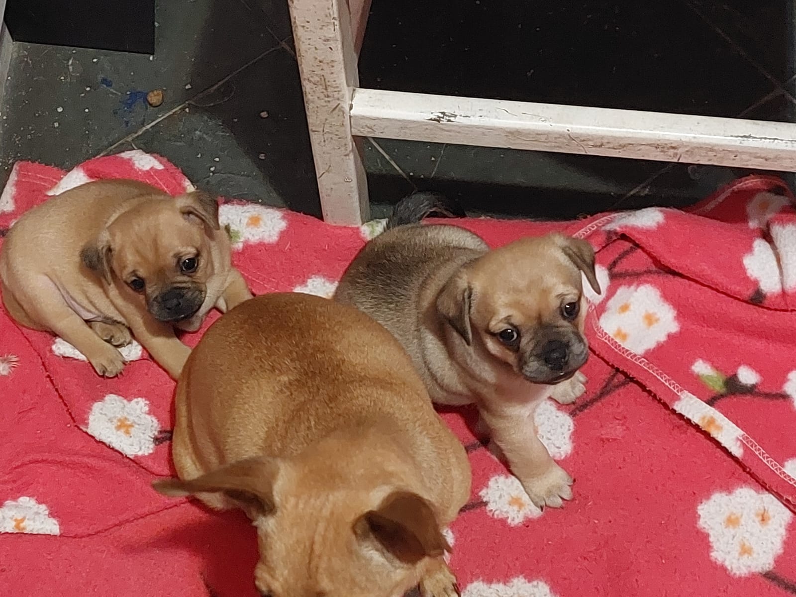 Portal Vendocão Pinscher com pug BELO HORIZONTE