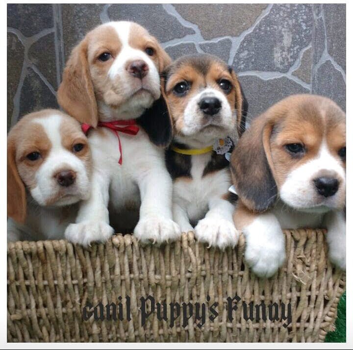 Beagle um amigo para todas as horas - Foto 5