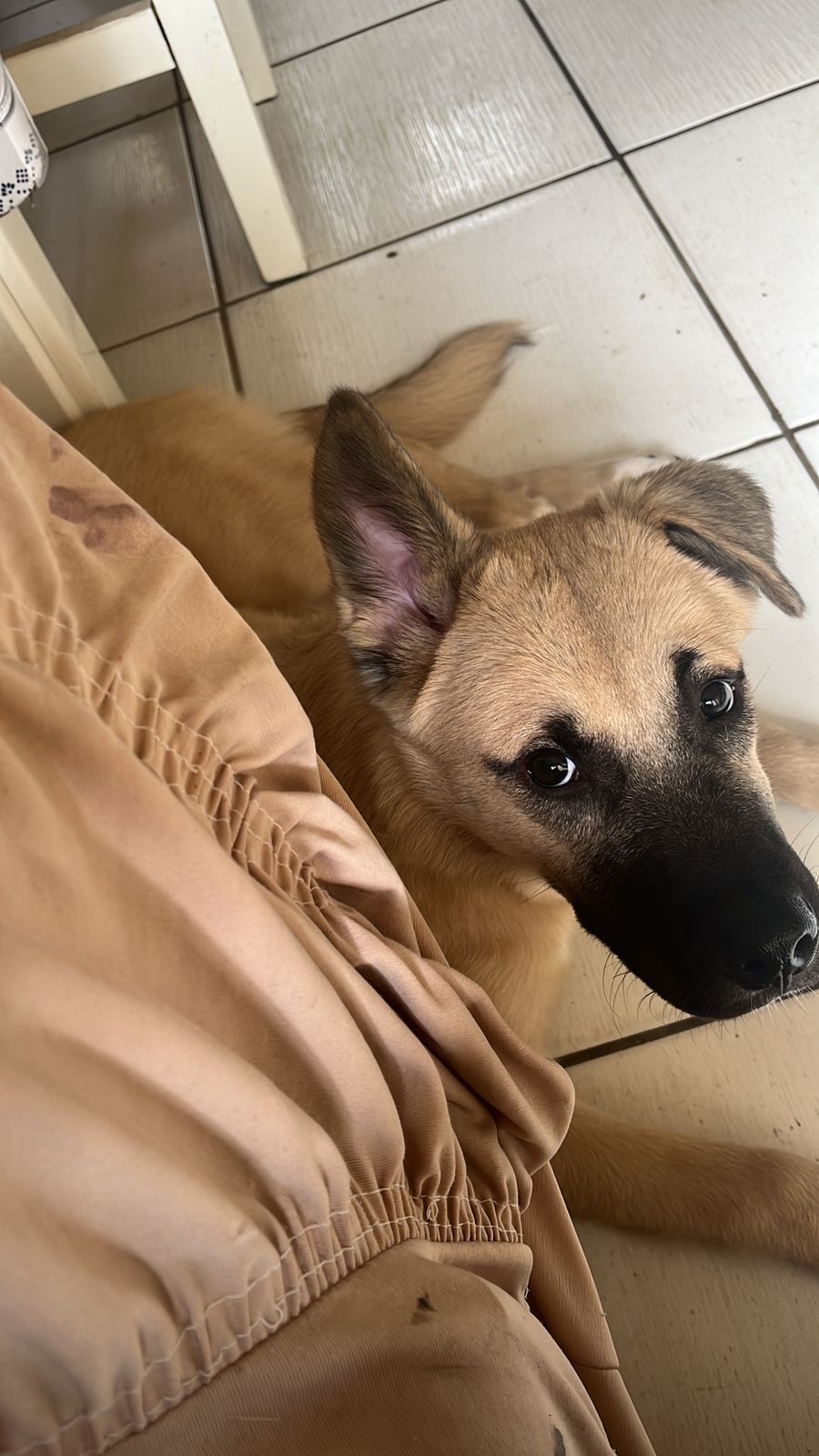 Doação raça husky com box 